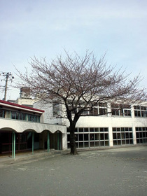 二子幼稚園の旧園庭に咲く桜（染井吉野）　平成15年4月頃