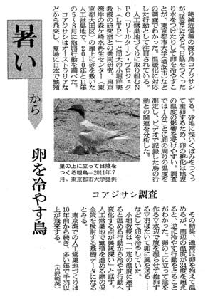 朝日新聞に、東京都市大学環境情報学部の取り組みが「暑いから　卵を冷やす鳥　コアジサシ調査」をテーマとして紹介されました