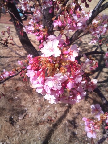 河津桜が開花しました.jpg