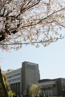 横浜キャンパスと桜.jpg