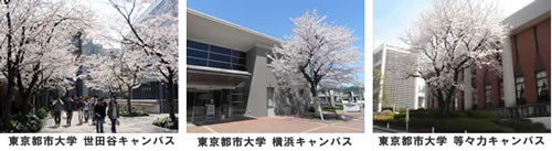 東京都市大学　世田谷、横浜、等々力の３キャンパス　桜咲く
