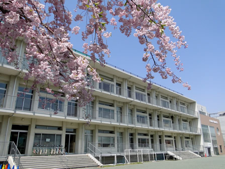 東京都市大学付属小学校　桜咲き誇る中の入学式