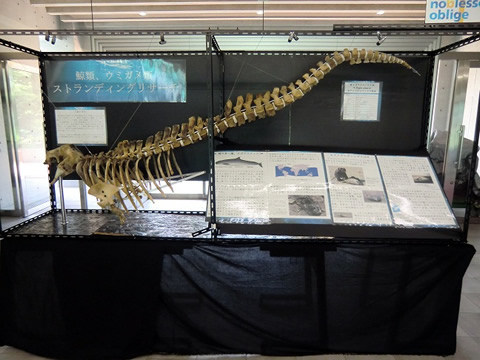 東京都市大学等々力中学校・高等学校の理科部では、現在、第2校舎エントランスにおいて「オガワコマッコウ」の骨格標本を展示しています