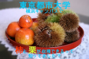 横浜キャンパスで採れた柿と栗.jpg