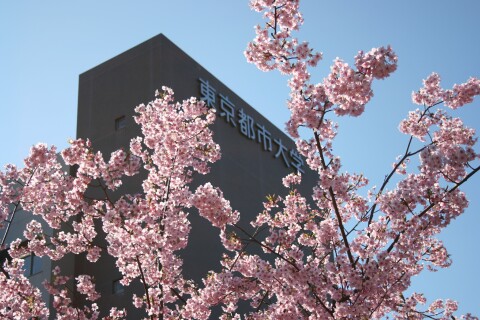 川津桜がキレイに咲く横浜キャンパス.jpg