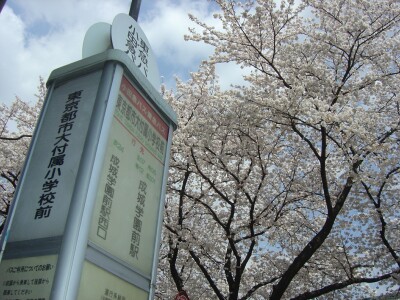 東京都市大学付属小学校の目の前は桜並木です.jpg